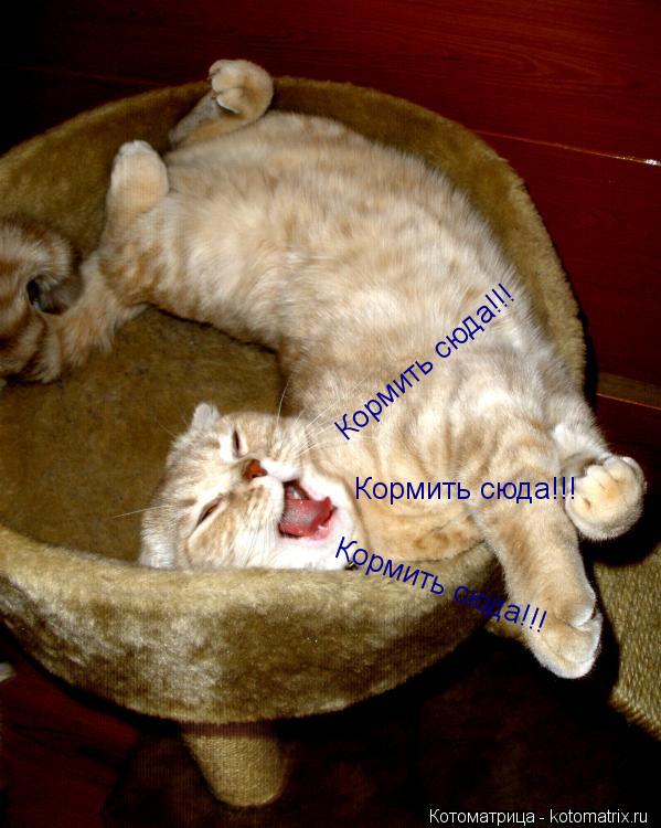 Котоматрица: Кормить сюда!!! Кормить сюда!!! Кормить сюда!!!