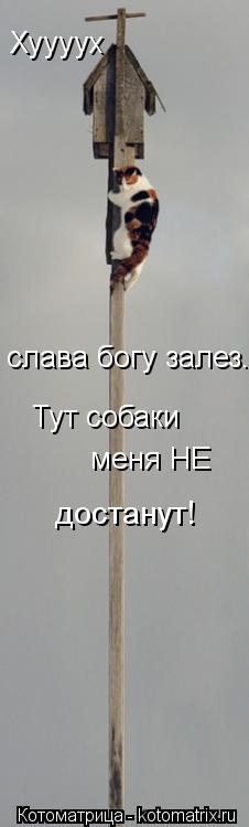 Котоматрица: Хуууух Тут собаки меня НЕ слава богу залез. достанут!