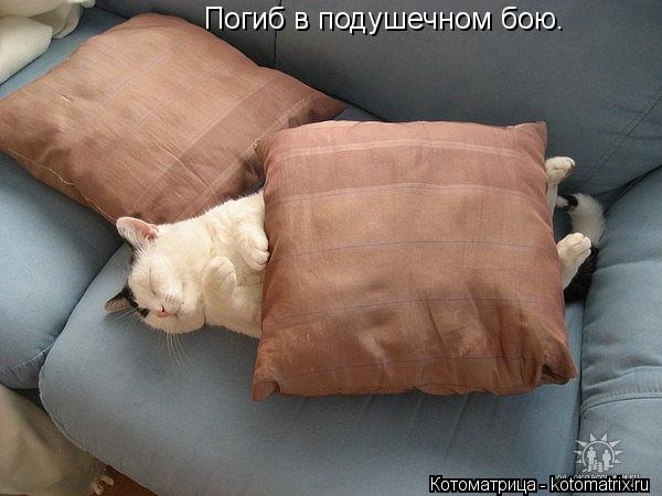 Погиб в подушечном бою.... Котоматрица: Погиб в подушечном бою.