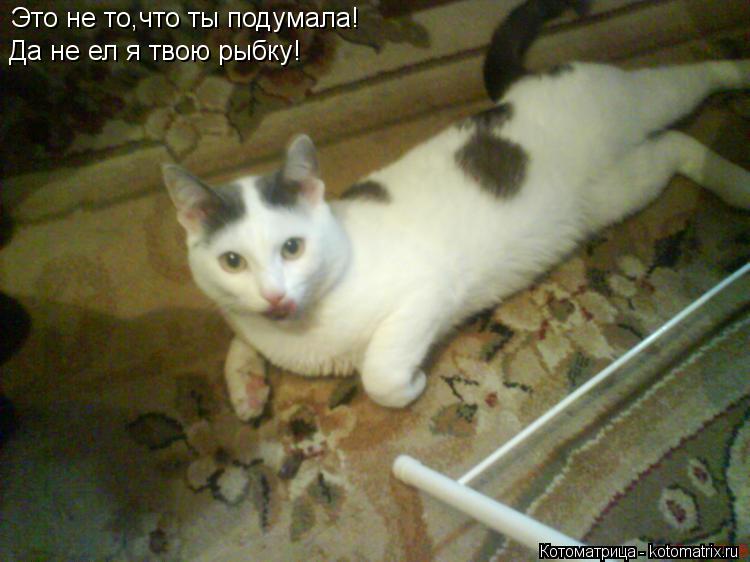 Котоматрица: Это не то,что ты подумала! Да не ел я твою рыбку!