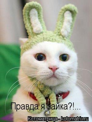 Правда я зайка?!...... Котоматрица: Правда я зайка?!...