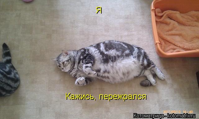 Котоматрица: Кажись, пережрался Я