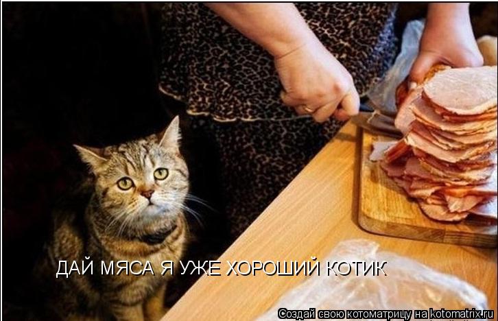 ДАЙ МЯСА Я УЖЕ ХОРОШИЙ КОТИК... Котоматрица: ДАЙ МЯСА Я УЖЕ ХОРОШИЙ КОТИК