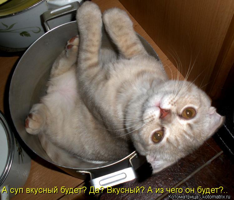 Котоматрица: А суп вкусный будет? Да? Вкусный? А из чего он будет?..