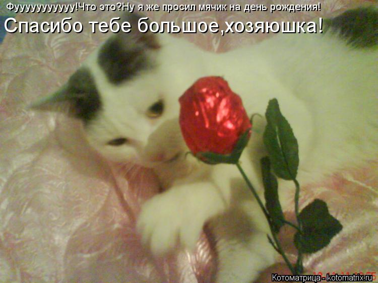 Котоматрица: Фууууууууууу!Что это?Ну я же просил мячик на день рождения! Спасибо тебе большое,хозяюшка!