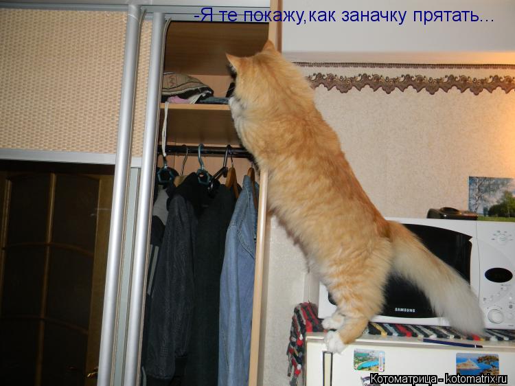 Котоматрица: -Я те покажу,как заначку прятать...