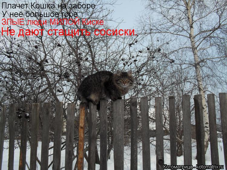 У неё большое горе: Плачет Кошка на заборе ЗЛЫЕ люди МИЛОЙ Киске Не дают стащить сосиски.... Котоматрица: У неё большое горе: Плачет Кошка на заборе ЗЛЫЕ люди МИЛОЙ Киске Не дают стащить сосиски.