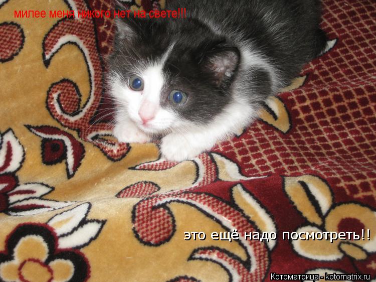 Котоматрица: милее меня никого нет на свете!!! это ещё надо посмотреть!!