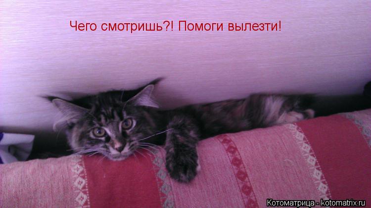 Котоматрица: Чего смотришь?! Помоги вылезти!