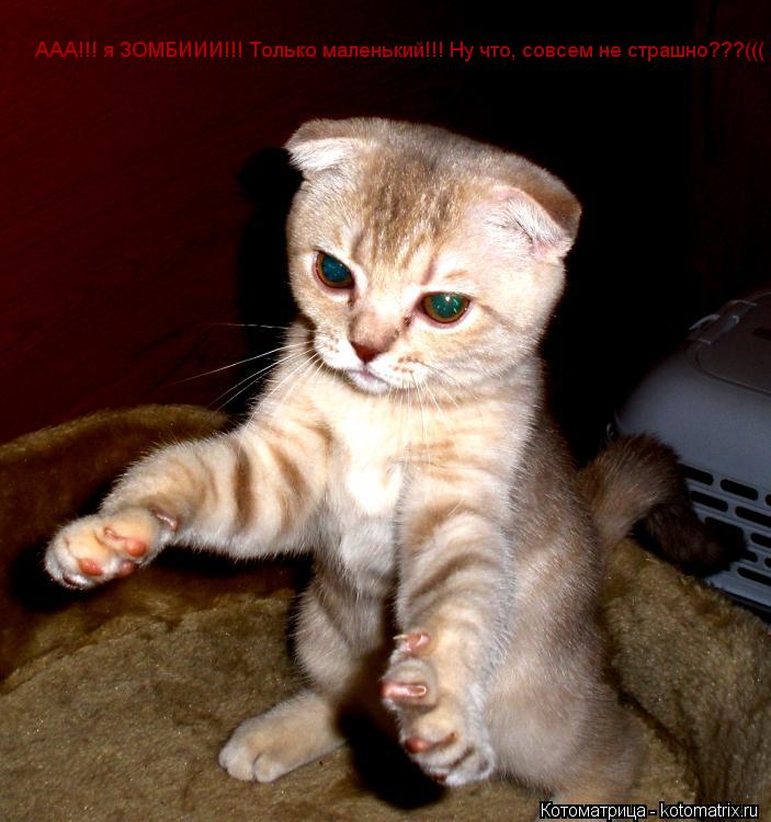 Котоматрица: ААА!!! я ЗОМБИИИ!!! Только маленький!!! Ну что, совсем не страшно???(((