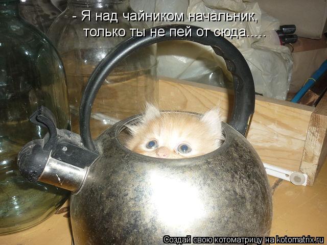 Котоматрица: - Я над чайником начальник, только ты не пей от сюда.....