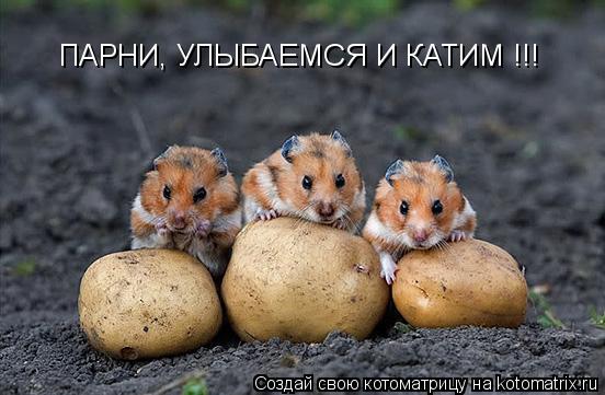 ПАРНИ, УЛЫБАЕМСЯ И КАТИМ !!!... Котоматрица: ПАРНИ, УЛЫБАЕМСЯ И КАТИМ !!!