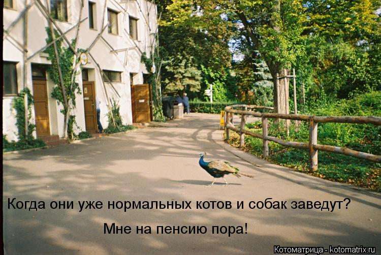 Котоматрица: Когда они уже нормальных котов и собак заведут? Мне на пенсию пора!