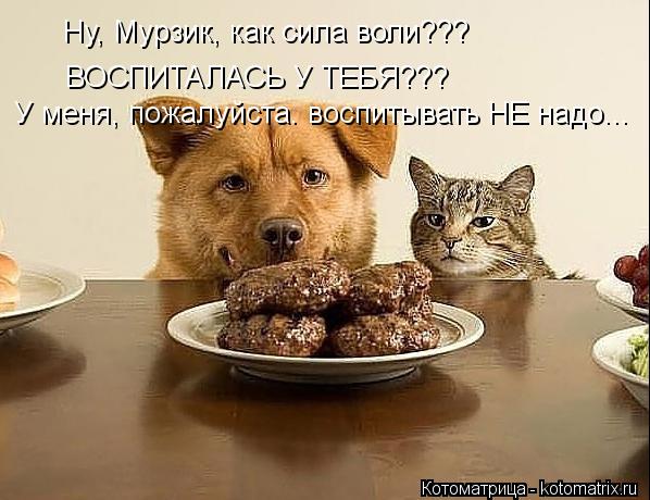 Ну, Мурзик, как сила воли??? ВОСПИТАЛАСЬ У ТЕБЯ??? У меня, пожалуйста. воспитывать НЕ надо...... Котоматрица: Ну, Мурзик, как сила воли??? ВОСПИТАЛАСЬ У ТЕБЯ??? У меня, пожалуйста. воспитывать НЕ надо...