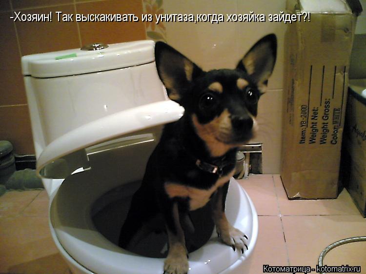 -Хозяин! Так выскакивать из унитаза,когда хозяйка зайдет?!... Котоматрица: -Хозяин! Так выскакивать из унитаза,когда хозяйка зайдет?!