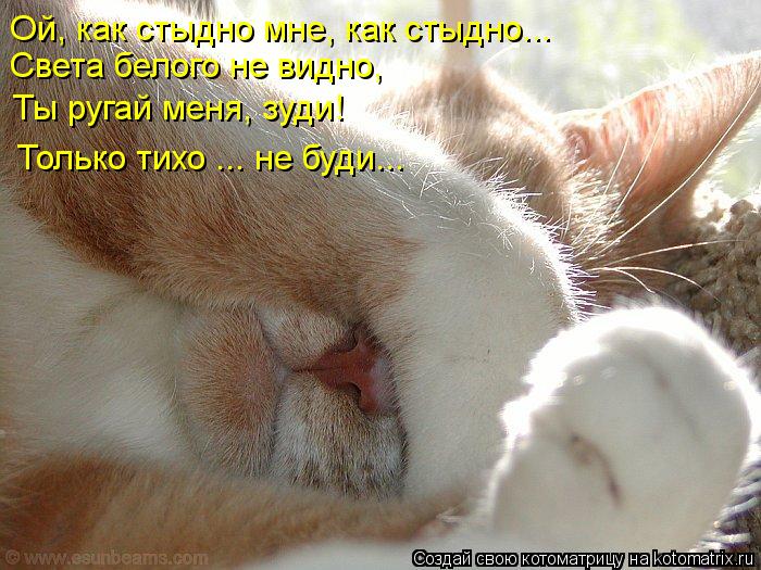 Ой, как стыдно мне, как стыдно... Света белого не видно, Ты ругай меня, зуди! Только тихо ... не буд... Котоматрица: Ой, как стыдно мне, как стыдно... Света белого не видно, Ты ругай меня, зуди! Только тихо ... не буди...