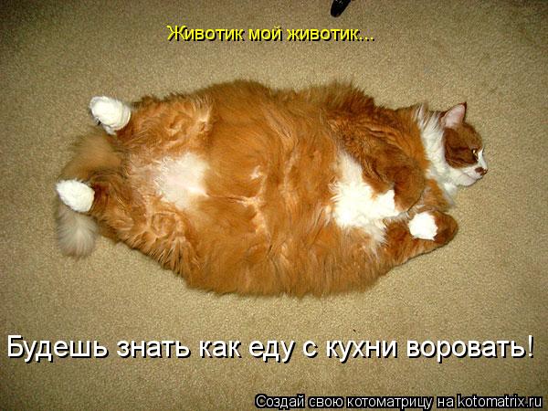 Котоматрица: Животик мой животик... Будешь знать как еду с кухни воровать!