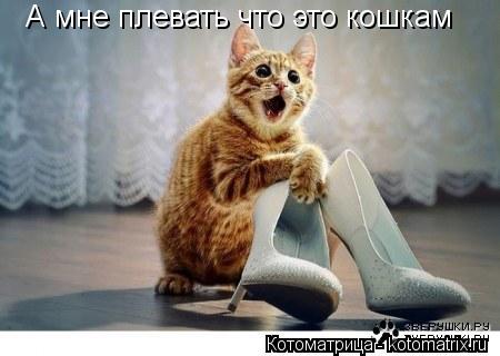 Котоматрица: А мне плевать что это кошкам