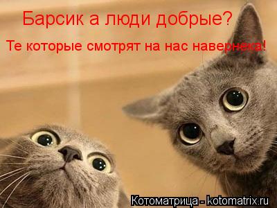 Барсик а люди добрые? Те которые смотрят на нас навернека!... Котоматрица: Барсик а люди добрые? Те которые смотрят на нас навернека!