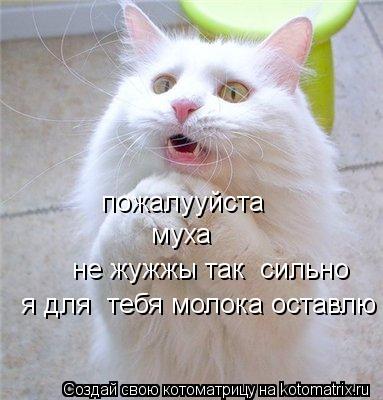 Котоматрица: пожалууйста   муха   не жужжы так  сильно   я для  тебя молока оставлю