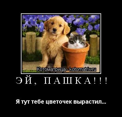 эй, Пашка!!! Я тут тебе цветочек вырастил...... Котоматрица: эй, Пашка!!! Я тут тебе цветочек вырастил...