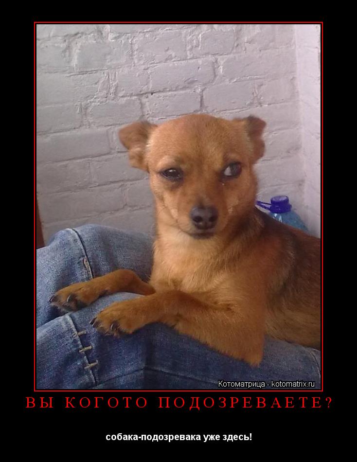 Котоматрица: вы когото подозреваете? собака-подозревака уже здесь!