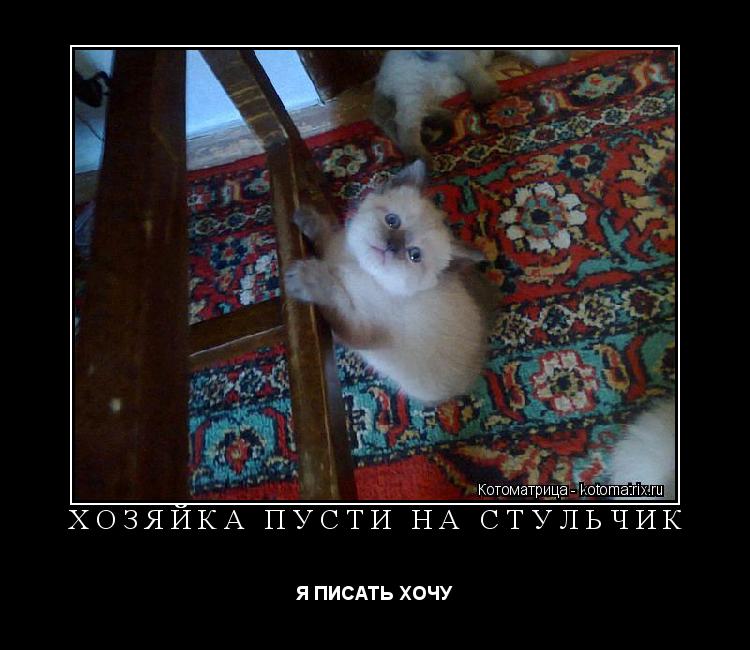 Котоматрица: ХОЗЯЙКА ПУСТИ НА СТУЛЬЧИК Я ПИСАТЬ ХОЧУ