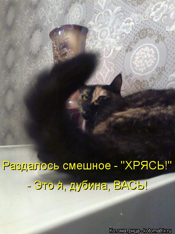 Котоматрица: Раздалось смешное - "ХРЯСЬ!" - Это я, дубина, ВАСЬ!