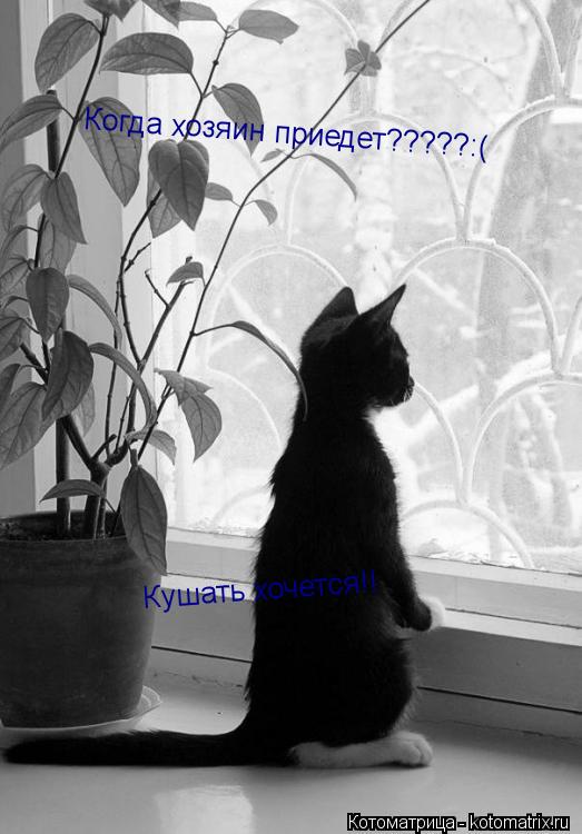 Котоматрица: Когда хозяин приедет?????:( Кушать хочется!!