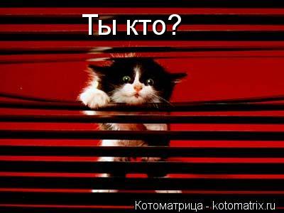 Ты кто?... Котоматрица: Ты кто?