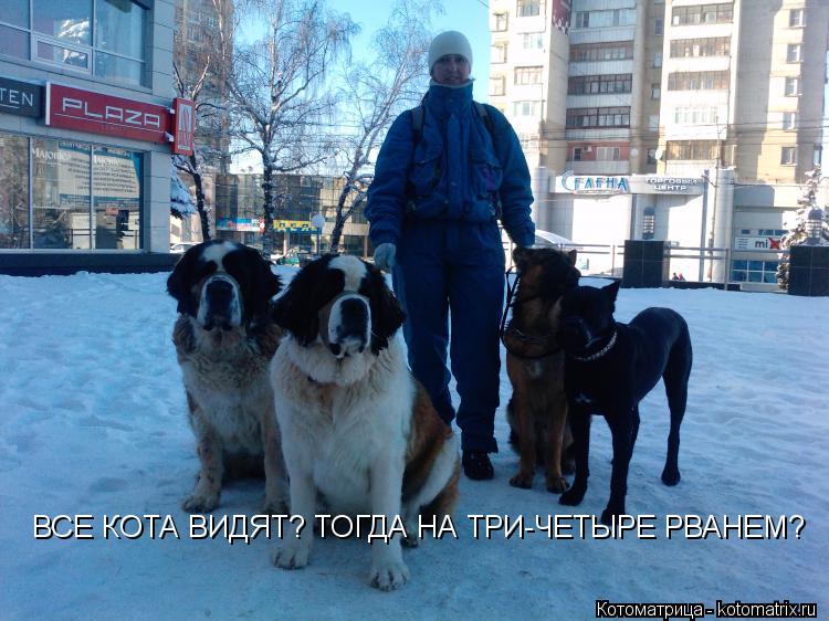 Котоматрица: ВСЕ КОТА ВИДЯТ? ТОГДА НА ТРИ-ЧЕТЫРЕ РВАНЕМ?