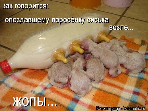 Котоматрица: как говорится: опоздавшему поросёнку сиська  возле... жопы...