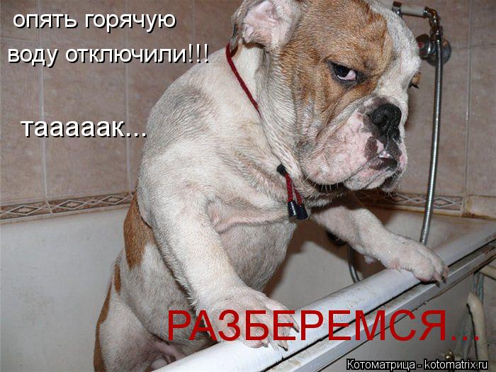 Котоматрица: опять горячую  воду отключили!!! РАЗБЕРЕМСЯ... тааааак...
