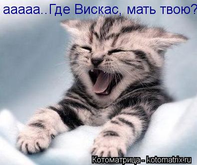 Котоматрица: ааааа..Где Вискас, мать твою?