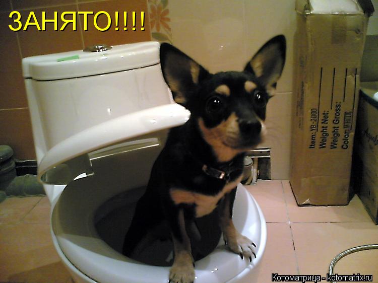 Котоматрица: ЗАНЯТО!!!!
