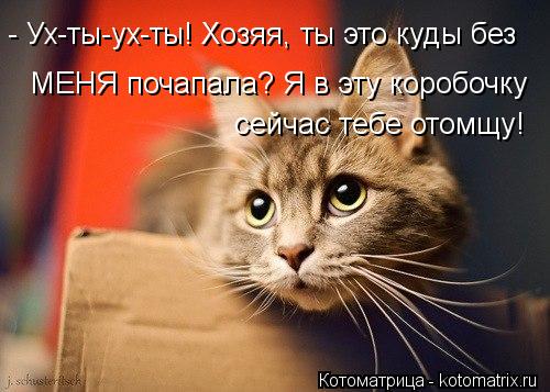 Котоматрица: - Ух-ты-ух-ты! Хозяя, ты это куды без МЕНЯ почапала? Я в эту коробочку сейчас тебе отомщу!