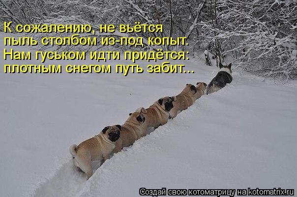 Котоматрица: К сожалению, не вьётся пыль столбом из-под копыт. Нам гуськом идти придётся: плотным снегом путь забит...