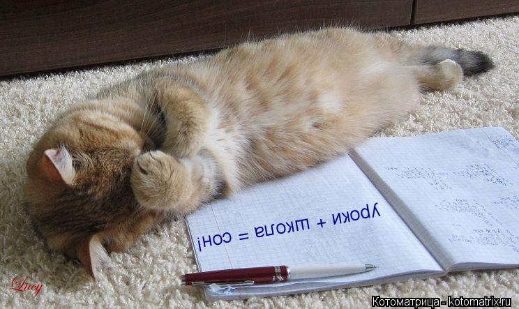 Котоматрица: уроки + школа = сон!