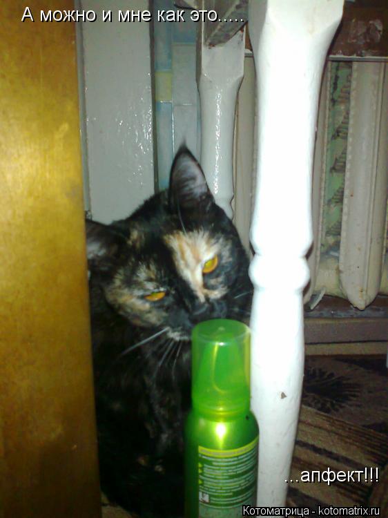 Котоматрица: А можно и мне как это..... ...апфект!!!