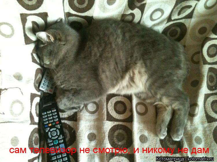 сам телевизор не смотрю, и никому не дам сам телевизор не смотрю, и никому не дам... Котоматрица: сам телевизор не смотрю, и никому не дам сам телевизор не смотрю, и никому не дам