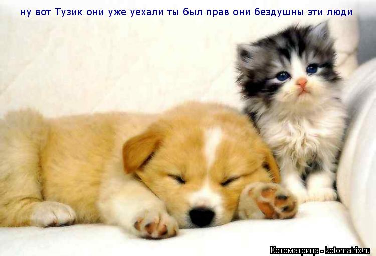 Котоматрица: ну вот Тузик они уже уехали ты был прав они бездушны эти люди