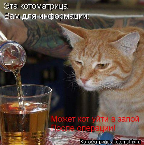 Котоматрица: Может кот уйти в запой После операции! Эта котоматрица Вам для информации: