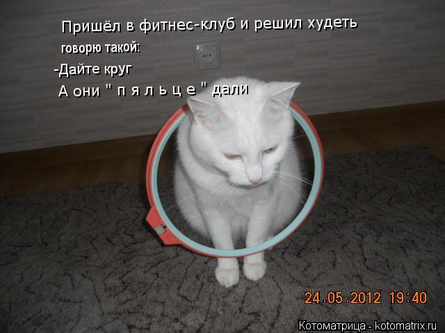 Котоматрица: Пришёл в фитнес-клуб и решил худеть Пришёл в фитнес-клуб и решил худеть говорю такой: -Дайте круг А они " п я л ь ц е " дали