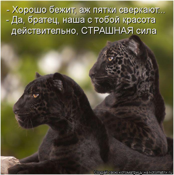 Котоматрица: - Хорошо бежит, аж пятки сверкают... - Да, братец, наша с тобой красота действительно, СТРАШНАЯ сила