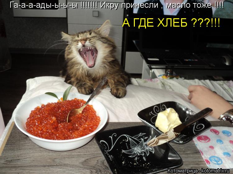 Котоматрица: Га-а-а-ады-ы-ы-ы !!!!!!! Икру принесли , масло тоже !!!! А ГДЕ ХЛЕБ ???!!!