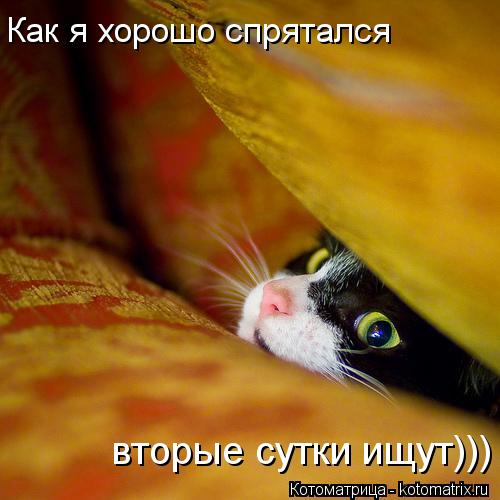 Котоматрица: Как я хорошо спрятался вторые сутки ищут)))