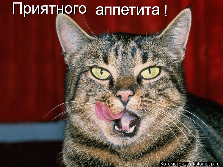 Котоматрица: Приятного  аппетита !