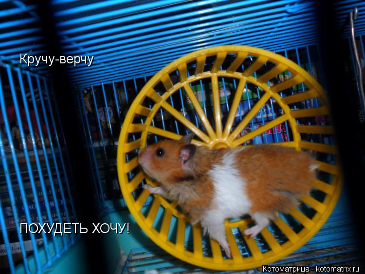 Кручу-верчу ПОХУДЕТЬ ХОЧУ!... Котоматрица: Кручу-верчу ПОХУДЕТЬ ХОЧУ!