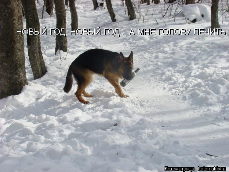 Котоматрица: НОВЫЙ ГОД, НОВЫЙ ГОД... А МНЕ ГОЛОВУ ЛЕЧИТЬ.
