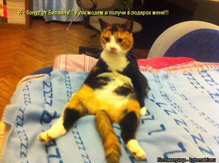 Котоматрица: Я - бонус от Билайна!!! Купи модем и получи в подарок меня!!!